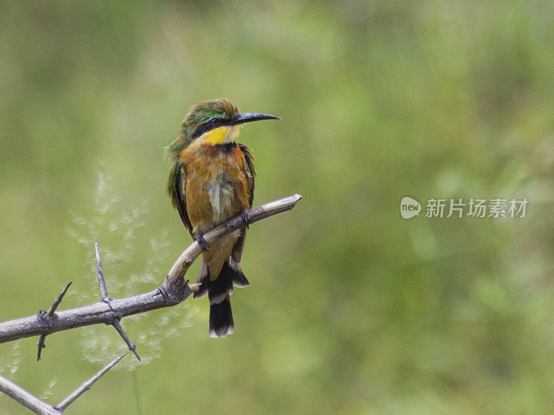 Little Bee-eater, Merops pusillus; Mahango GR, Namibia, Africa